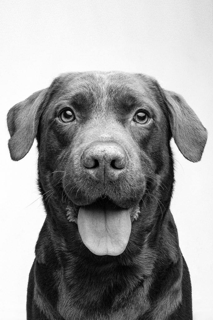 Dog Photography Di Carlo Studio Fiumicino